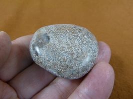 DF485-13 Fossil REAL DINOSAUR Bone pebble Atlasaurus Jurassic Dino dinos... - $8.99
