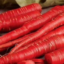 Atomic Red Carrot Seeds Organic Fast Shipping - $7.69