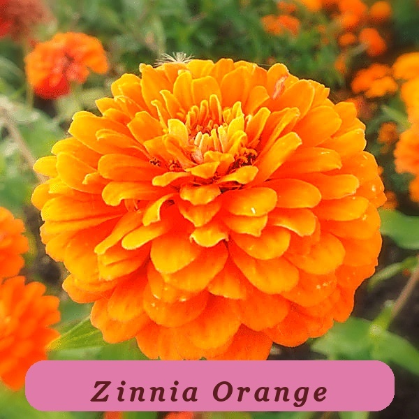 Fast Germination Orange King Zinnia Seeds Giant 5+ Double Orange Flowers - $2.95