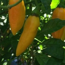 Fresh 25 Seeds Yellow Datil Peppers Vegetables Planting Gardening USA SHIPPING - $8.32