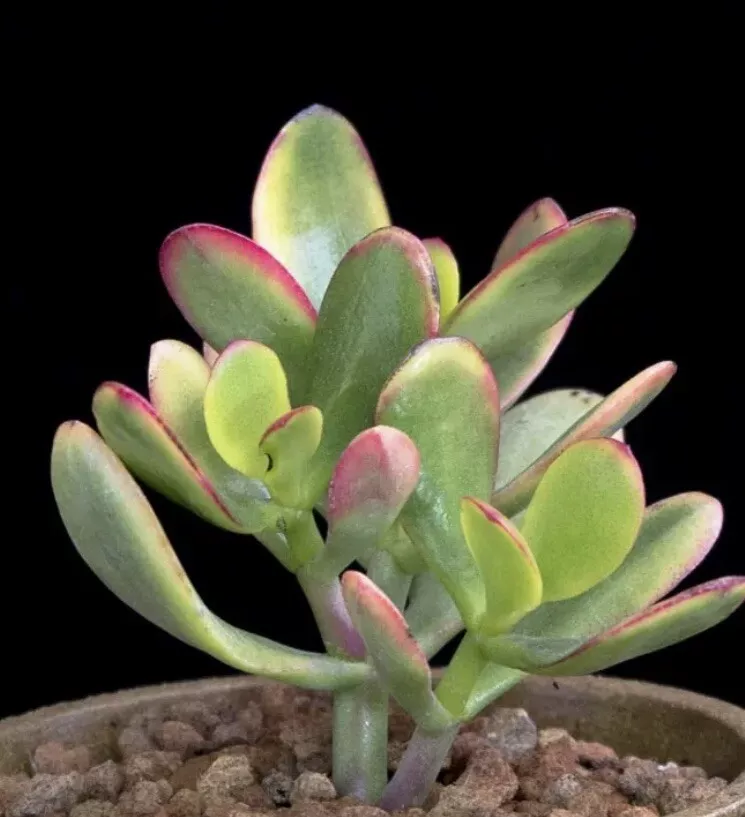 Succulent Crassula ovata HUMMEL&#39;S SUNSET Golden Jade 1 Live 1&quot; Plant USA Seller - $26.50