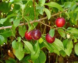 Cherry Plum Tree {Prunus americana} Organic 5 seeds - $10.99