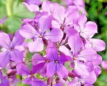 1000 Seeds Evening Scented Stock Seeds Perfume Plant Clove Summer Garden... - $8.99