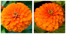 NEW Giant Zinnia &#39;Orange&#39;, Live plant, 4&quot; pot Garden - £45.44 GBP
