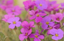 HS 150 Spring Charm Rockcress Rose Rock Cress Arabis Arendsii Flower Mix Seeds - £2.69 GBP