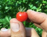 30 Seeds Red Currant Tomato Seeds Heirloom Organic Non Gmo Fresh Fast Sh... - $8.99
