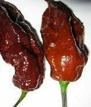 USA SELLER 25 Seeds Chocolate Ghost Peppers Hot Fresh Vegetables Fast Shipping - £8.41 GBP