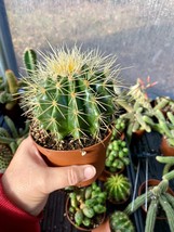 Cactus Mother In Law Cushion Echinocactus Grusonii 4” Pot - $9.90