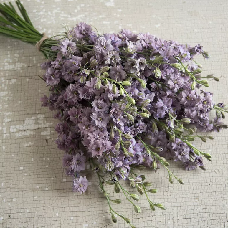 SR 40 Larkspur Misty Lavender Seeds USA Seller - £7.24 GBP