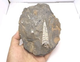 Morocco Devonian Orthoceras Fossil Plate – Authentic Natural Fossil foss... - $562.81 MXN