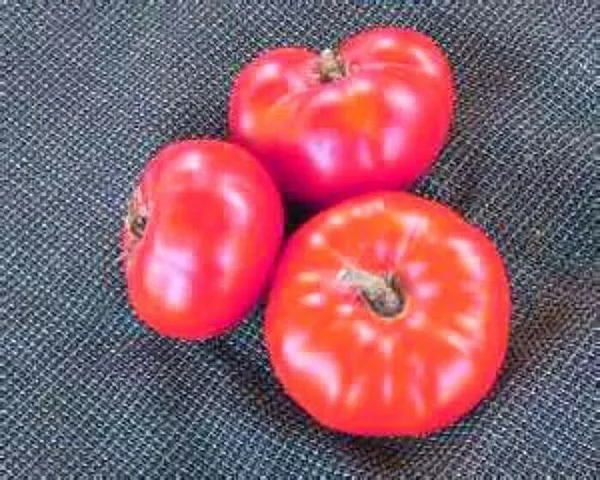 USA Seller FreshHazelfield Farm Tomato 20 Seeds We Sell Over 300 Types O... - $12.98