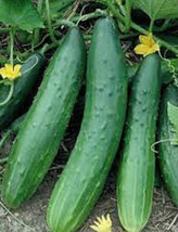 25 Seeds Tanja Cucumbers Canning Pickling New Fresh Seeds - $7.90