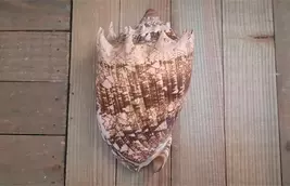 Imperial Volute 6" sea shells beach wedding decor ocean theme - $50.00