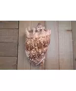 Imperial Volute 6" sea shells beach wedding decor ocean theme - $50.00
