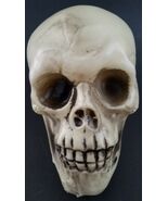 Halloween Human Skulls Plastic 4.5”H x 4”W x 6.5”D - $3.95
