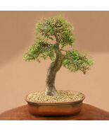 5pcs Commiphora harveyi Fresh Seed - $888.03 MXN