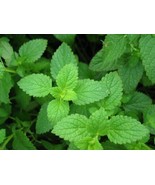 Peppermint Great Garden Herb 4,000 Seeds - €13,02 EUR