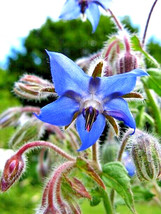 100 Borage Seeds | Sale Non Gmo Heirloom Edible Butterflies Bees - $11.05 CAD