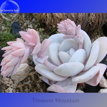 Echeveria Laui Succulent Plant 5 Seeds Light Pink Petals With Long Light Pink Fl - $17.02