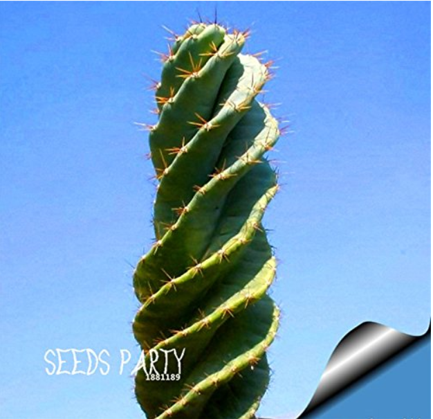 10Seed/Bag Cactus Rebutia Variety Flowering Color Mini Plant Succulent Garden Fr
