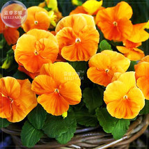 BELLFARM Pansy Orange Perenial Flower Seeds, 30 seeds, professional pack, viola  - £3.36 GBP