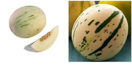 Snow Leopard Melon Seeds Gaya 300 Seeds  - $25.99