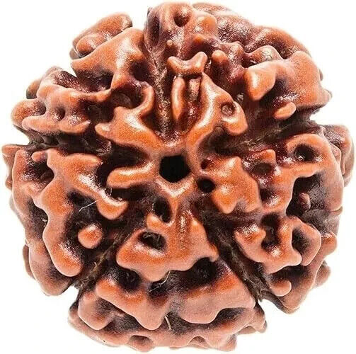 5 perles népalaises originales Mukhi Rudraksh énergisées cinq visages...