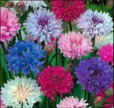 200 DWARF MIX CORNFLOWER SEEDS BACHELOR BUTTON FLOWER wildflower - £3.90 GBP