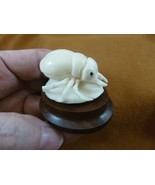 (tb-ins-10-1) Rhinoceros beetle Tagua NUT figurine Bali detailed insect ... - £34.20 GBP