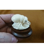 (tb-ins-10-1) Rhinoceros beetle Tagua NUT figurine Bali detailed insect ... - $59.42 CAD
