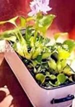 Goodidea - 100Pcs/bag Seed Water Hyacinth Flower Plants Lotus Live Water Hyacint - £5.96 GBP