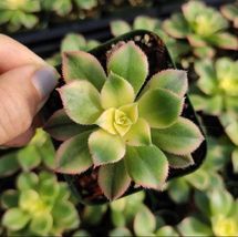 2” Pot Aeonium &#39;Kiwi&#39; Succulent Plant  - £38.35 GBP