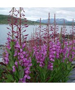 Fireweed Seeds Epilobium Angustifolium 50 Seeds USA SELLER Fast Shipping - $29.90