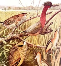 Green Heron And Bitterns 1936 Bird Art Lithograph Color Plate Print DWU12B - $458.55 MXN