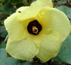 20 Pc Seeds Hibiscus vitifolius Yellow Tropical Plant, Rose Mallow Seeds Flower  - £14.87 GBP
