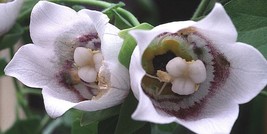 200 Codonopsis Seeds - Dang Shen Codonopsis pilosula Bonnet Bellflower P... - £7.79 GBP