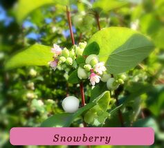 5875 snowberry pop thumb200
