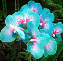 ENIL 200 Seeds Teal Blue Orchids Beautiful &amp; Easy to Grow Garden - £3.30 GBP