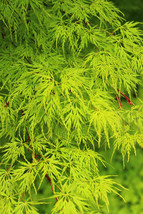 Upright Green Laceleaf Maple Japanese Seiryu Acer Palmatum Dissectum Viridis 10  - £4.75 GBP