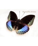 Lexias Pardalis Purple Metallic Archduke Butterfly Framed Entomology Sha... - €62,63 EUR