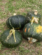 &#39;Green Baby&#39; Small Pumpkin, 1 Bag (approx 20 Seeds / Bag) D - $16.90 CAD