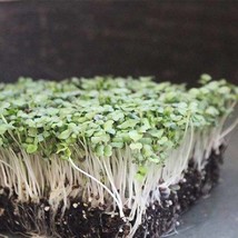 Purple Top White Globe Microgreen Seeds Sprouting Seeds Fast Ship Fresh ... - £6.56 GBP