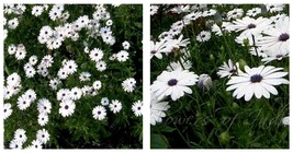 100 Seeds African Daisy - White Seeds Fresh Seeds - £17.57 GBP