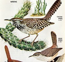 Wrens 5 Different Varieties And Types 1966 Color Bird Art Print Nature #... - $19.99