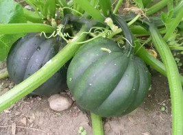 25 Table Queen Acorn Winter Squash Seeds Heorloom Organic Garden Beautif... - $4.56