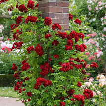 PWO Climbing Red Rose Buy 20 Get 10 Free Seeds Flower Bush Perennial - $7.20