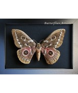 Rare Zigzag Emperor Gonimbrasia Tyrrhea Real Moth Framed Entomology Shad... - $1,870.53 MXN