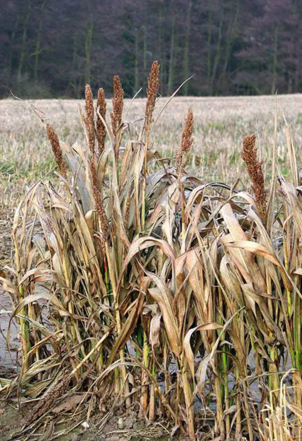 100 Dale Sorghum Bicolor Syrup Flour Grain Vegetable Seeds Usa Seller - £8.36 GBP