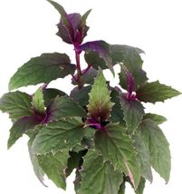 4&quot; Pot Gynura Sarmentosa Purple Passion Live Plant Erotic Houseplant Indoors - £47.78 GBP