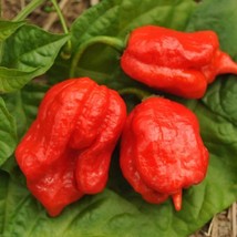 Fast Ship USA Seller Hot Pepper Seeds Scorcher Pepper Ghost Screaming Red 15 See - $25.64